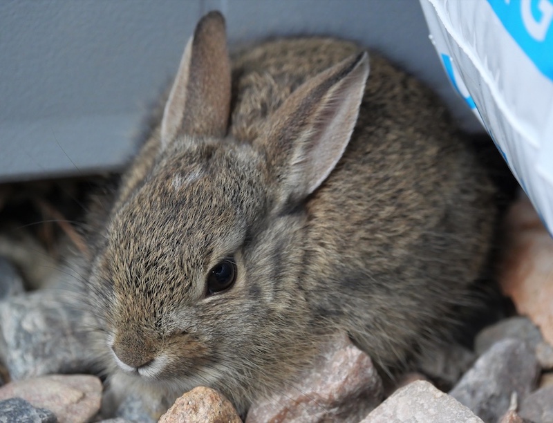 コットンテイル Cottontail Rabbit ワタオウサギ　バックヤードにで