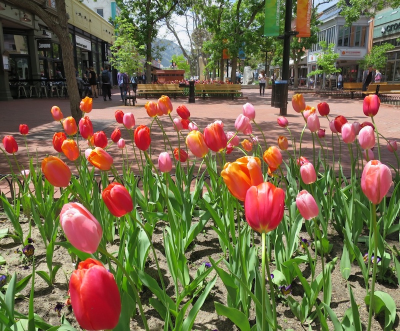 コロラド大学 ボルダー Boulder ダウンタウン
