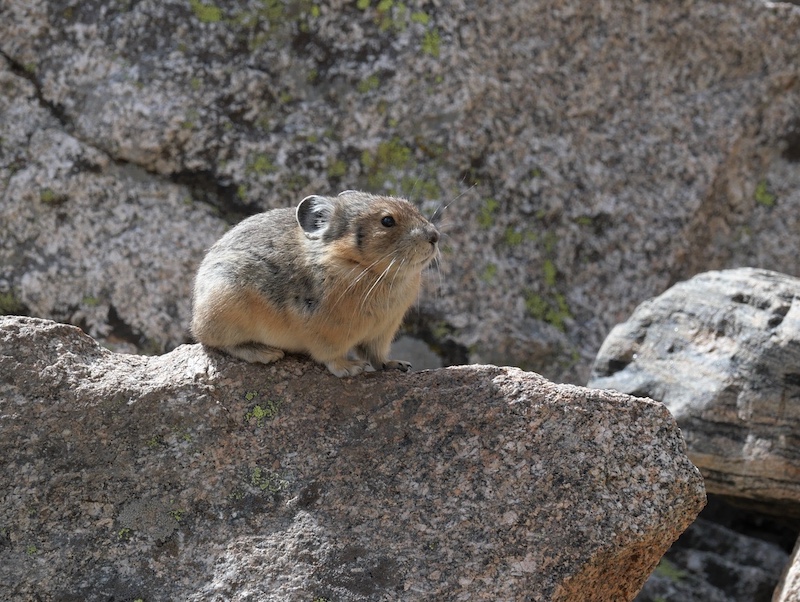 Pika, Inidian Peaks Wilderness, コロラド